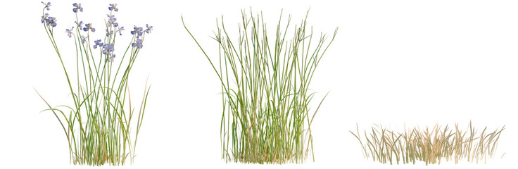 Naklejka premium Iris Flower tree, elevation, front view, cutout, transparent background, isolate, Three Types of Grass with Flowers - A Collection for Nature & Landscape Design Projects