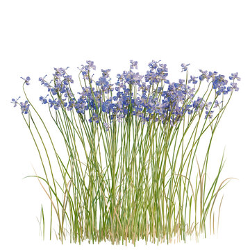 Iris Flower tree, elevation, front view, cutout, transparent background, isolate, Delicate blue forget-me-not flowers blooming amidst lush green grass, detailed botanical illustration.