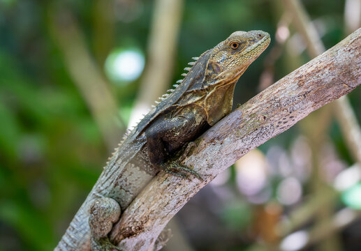 Brown lizard perched on a tree branch in natural tropical habitat