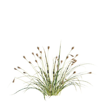 Japanese Sedge Grass tree, elevation, front view, cutout, transparent background, isolate, Detailed view of a cluster of brown reeds with long green blades on transparent background.