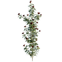 Fototapeta premium Rose Bush 12 wall tree, elevation, front view, cutout, transparent background, isolate, Elegant Climbing Roses with Deep Red Blooms on a Vertical Vine - Perfect for Garden Designs