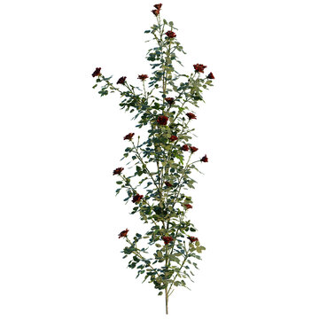 Rose Bush 12 wall tree, elevation, front view, cutout, transparent background, isolate, Elegant Climbing Roses with Deep Red Blooms on a Vertical Vine - Perfect for Garden Designs