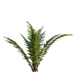 Wood Fern tree, elevation, front view, cutout, transparent background, isolate, Detailed fern plant with visible roots, ideal for botanical illustrations and nature themed designs. © DH Tree Stock