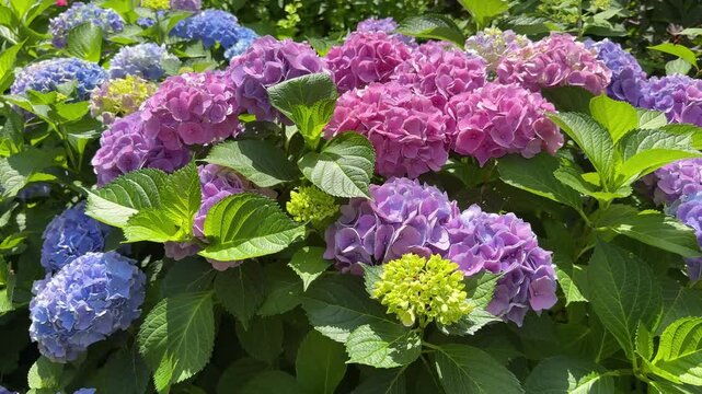 Beautiful hydrangea shrub with showy colorful blooms.