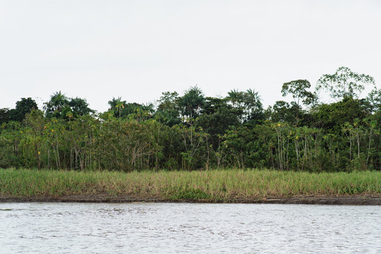 Amazon River with a background of the Amazon's green, wooded area.