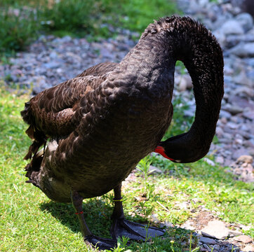 Black swan is a large waterbird, a species of swan which breeds mainly in Australia. A New Zealand subspecies was apparently hunted to extinction by Maori but the species was reintroduced in the 1860