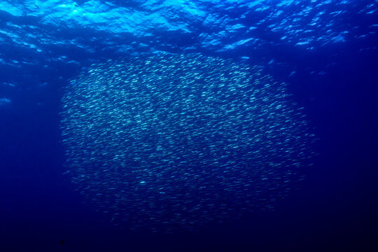 a "bait ball," formed by Atherina a defensive survival mechanism where a large school of small, silver fish, likely sardines or mackerel, swim together in deep blue ocean water.