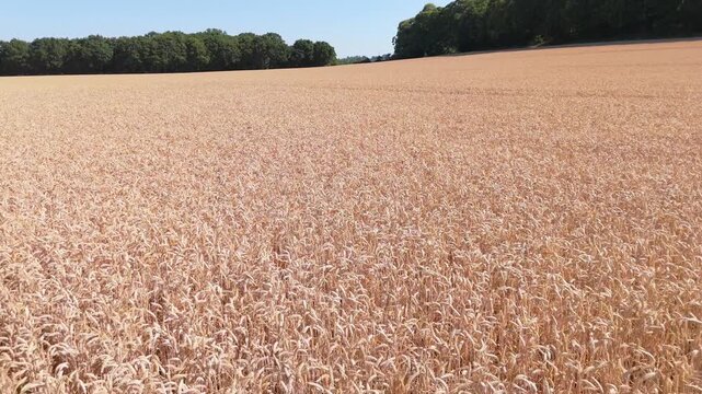 Forward drone flyover of a large field of dry wheat crop at a low altitude, Agriculture or arable farming visual element