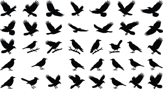 Black crow silhouettes vector set flying and perched birds collection isolated on white background