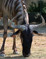 Wildebeest or wildebai are antelopes of the genus Connochaetes and native to Eastern and Southern Africa. © Daniel Meunier
