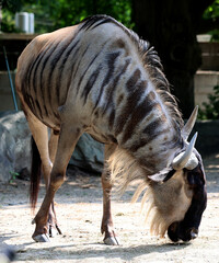 Wildebeest or wildebai are antelopes of the genus Connochaetes and native to Eastern and Southern Africa. © Daniel Meunier