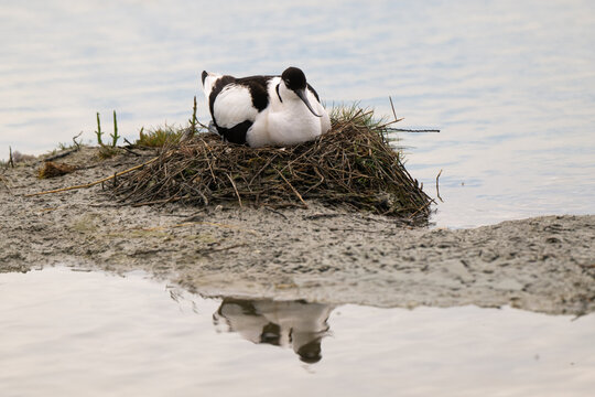 Avocette &eacute;l&eacute;gante,