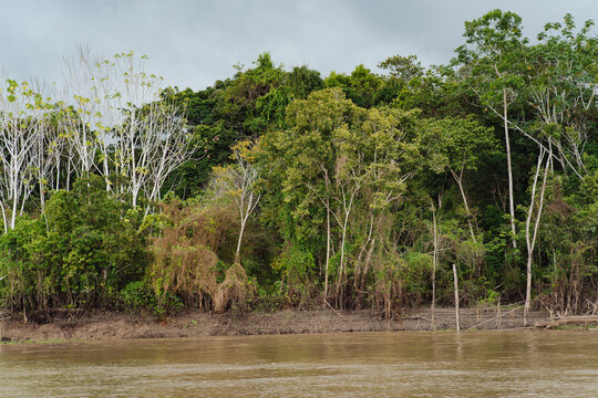 Amazon River with a background of the Amazon's green, wooded area.