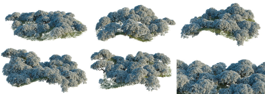 Crossostephium chinense tree shrub, plant bush, cutout, isolate transparent background, Realistic shrubbery bushes - collection of photorealistic landscaping elements for design projects