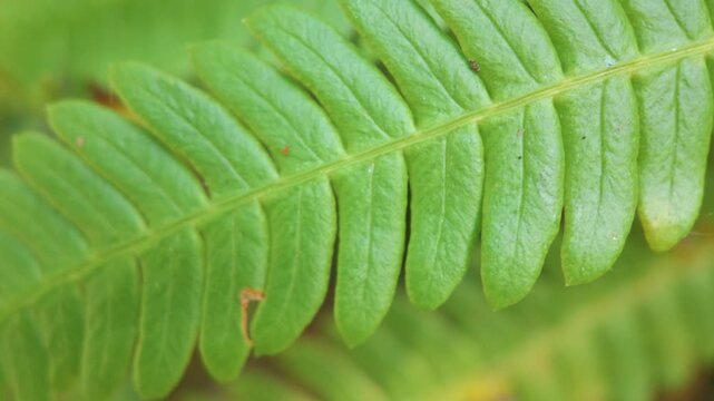 Close up extreme detail of a vibrant green fern leaf frond with delicate serrated edges, captured in slow motion to highlight its intricate structure and natural beauty in rural countryside.