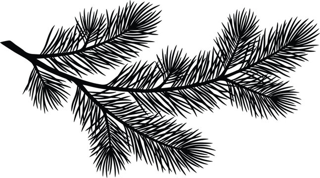 Detailed black pine branch silhouette vector graphic element of conifer fir isolated on white background