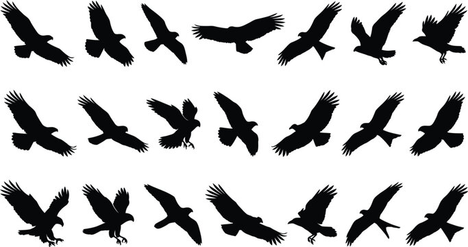 Set of flying eagle silhouettes vector collection isolated on white background