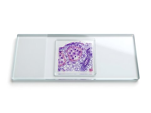 Minimalist white frame with abstract purple floral design.