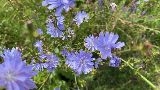 Chicory flowers in a field in summer
