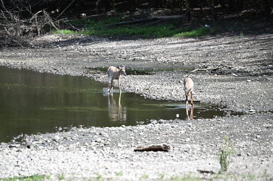 Two Deer in Shallow Water