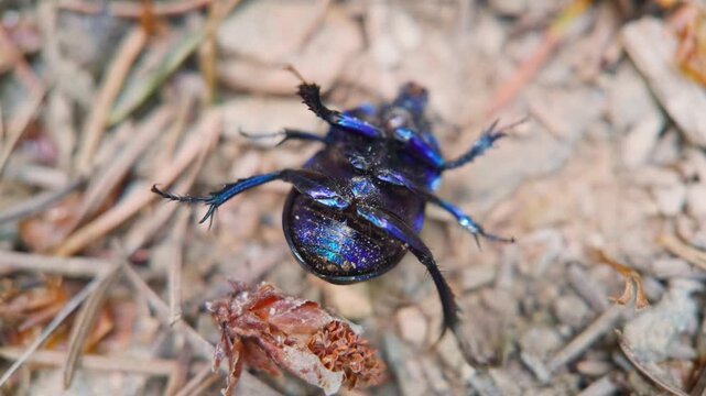 A close up view of a black metallic Bloody Nosed Beetle (Timarcha tenebricosa) stuck upside down on the woodland floor amongst leaves and twigs within Deer Park, Cornwall.