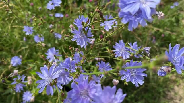 Chicory flowers in a field in summer