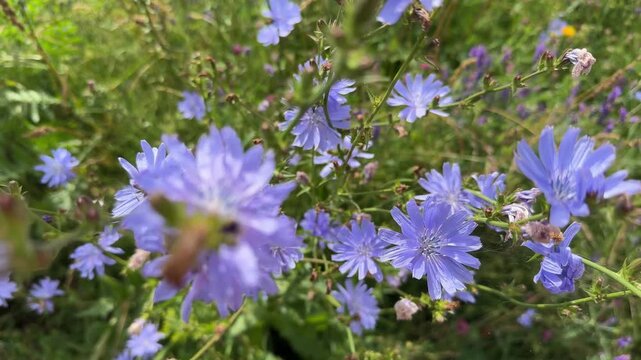 Chicory flowers in a field in summer