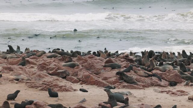 Huge colony of seals resting on a rocky beach in Namibia