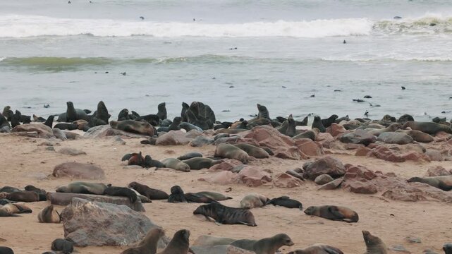 Fur seal colony resting on the beach at Pelican Point in Namibia