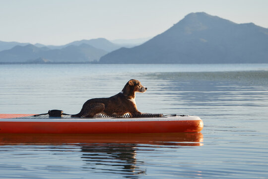 A dogrests on the orange paddle board with its body fully down. Mountains and calm lake add depth and serenity to the scene.