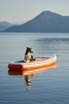 A dog is positioned in the middle of a board on still water. Gentle waves and mountain silhouettes fill the soft landscape.