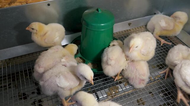 Many newborn fluffy chicks crowding around green feeder and pecking at grain in metal cage. Commercial poultry farming showing early stages of broiler chicken growth and development