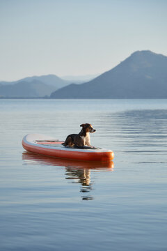 A dog lies calmly with paws dangling from the edge of the board. The dog faces open water and distant blue hills.