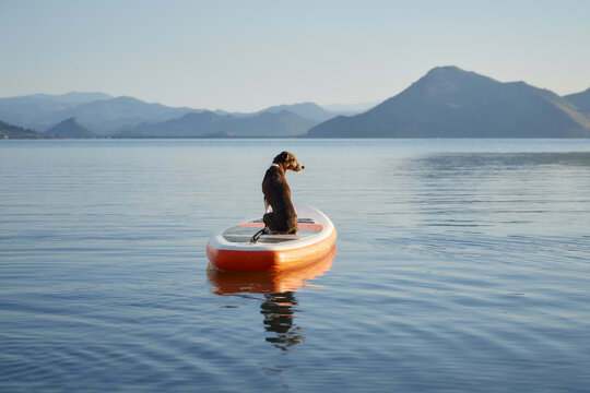 dog calmly sits on an orange paddle board surrounded by still water. The scene features a wide lake with blue mountain backdrop.