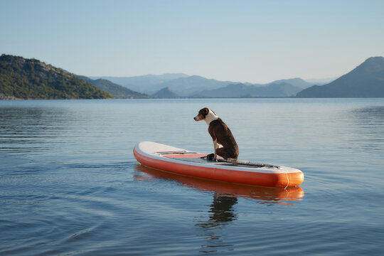 Dog stands alert on a board close to the lake edge. Hills and rocky coastline are visible in the background.
