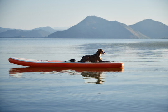 Dog is resting on a paddle board surrounded by calm water. Faint mountain peaks and a light sky enhance the serene feel.