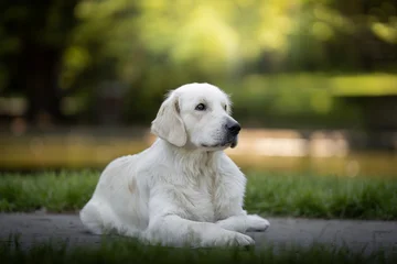 A cream-colored Golden Retriever puppy lying calmly on a stone surface in a park during golden hour. The dog is looking to the side with a gentle expression, surrounded by soft green foliage © dogphotos