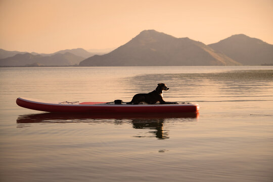 A dog rests quietly on a red board during sunset. The warm tones reflect off the water creating a serene atmosphere.
