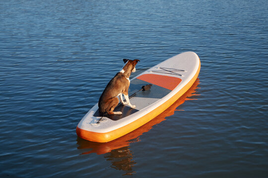 A dog sits at the tip of a compact board on dark water. The scene shows a close-up with bright contrast and calm surroundings.