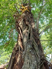 Fototapeta premium Giant tropical banyan tree with aerial roots and textured trunk in natural forest