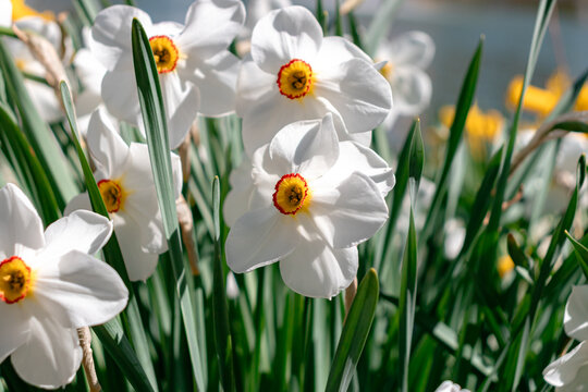 Narcissus poeticus, the poet's daffodil flower head petals closeup