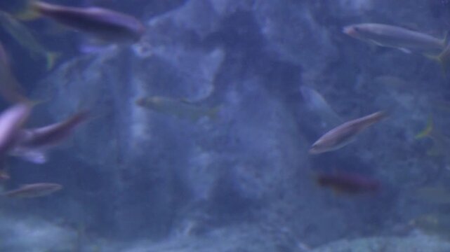 Korea freshwater fish ayu mandarin snakehead trout carp catfish minnow biology aquaculture 한국 서식 민물고기 은어 황어 쏘가리 가물치 무지개송어 누치 대농갱이 꺽지 담수어 하천 수산 생물 생태계 지리 토종