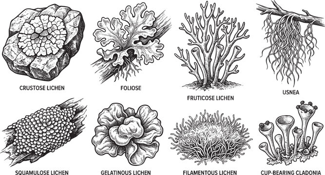 Lichen Growth Forms and Symbiotic Forest Fungi Engraving Set