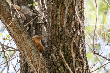 Obraz premium Cute little red squirrel eating a nut while sitting on a tree trunk in a spring park. Small wild animal, fluffy rodent, green foliage background, nature and wildlife concept.