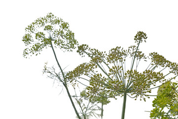 Fototapeta premium Green flower heads rise against a clean white background