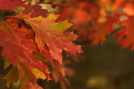  Beautiful autumn foliage background with bright red and orange oak leaves on a branch. Perfect for seasonal designs, Thanksgiving, or fall themes.