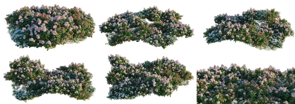 Hydrangea macrophylla CloundWaterBlue and Hydrangea mac tree shrub, plant bush, cutout, isolate transparent background, Blooming shrubs with lush foliage