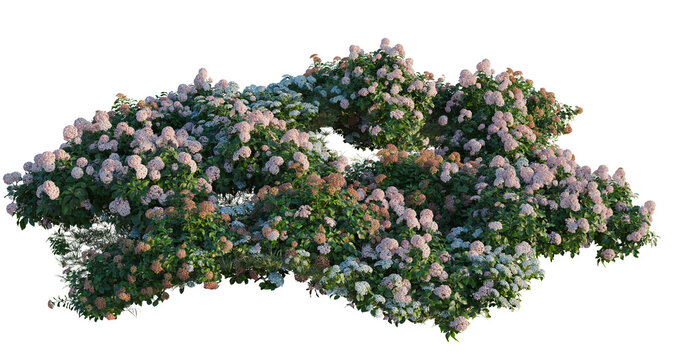 Hydrangea macrophylla CloundWaterBlue and Hydrangea mac tree shrub, plant bush, cutout, isolate transparent background