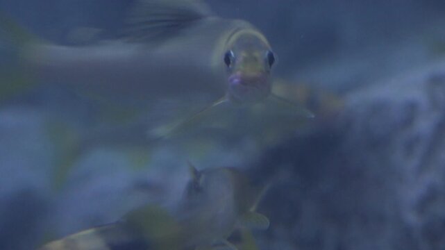 Korea freshwater fish ayu mandarin snakehead trout carp catfish minnow biology aquaculture 한국 서식 민물고기 은어 황어 쏘가리 가물치 무지개송어 누치 대농갱이 꺽지 담수어 하천 수산 생물 생태계 지리 토종