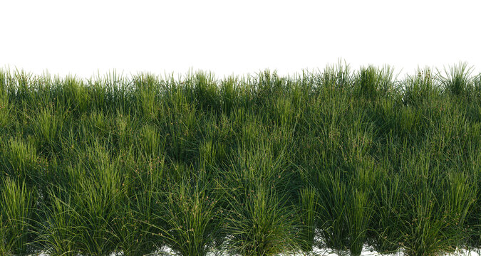 Juncus effusus tree shrub, plant bush, cutout, isolate transparent background, Lush green grass texture - perfect for backgrounds and landscaping design projects.
